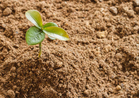 Young plant on black earthの写真素材