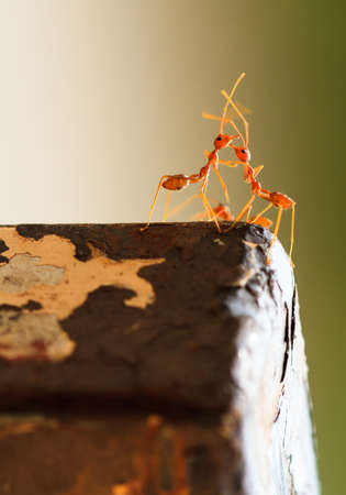 Romantics red ant on steelの写真素材