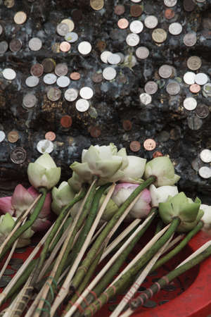 Lotus for blessingsの写真素材