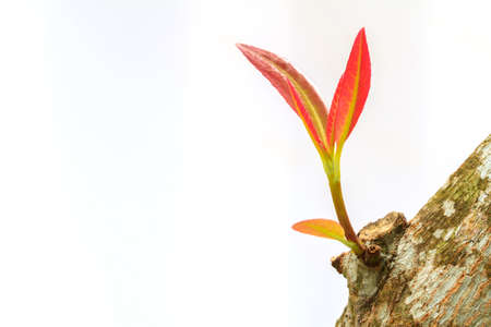 Red branch on the logの写真素材