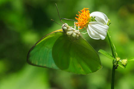 Green buterfly and yellow carpel flower.の写真素材
