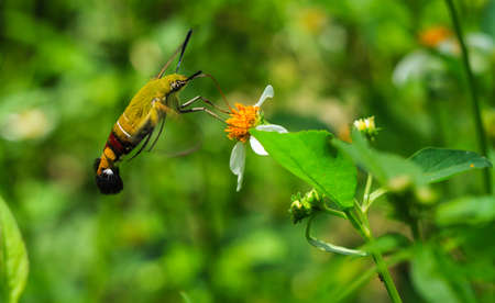 Hemaris fuciformis Sphingidae moth, known as bee Hawk-moth, enjoying the nectar of a white and yellow flower. Hummingbird moth.の写真素材