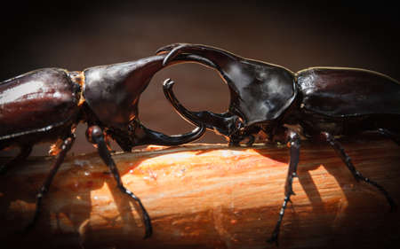 Rhinoceros beetle or Rhino beetle in fighting beetle game.の写真素材