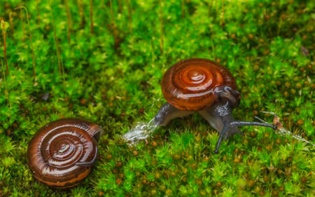 Snails in the garden on the green moss.の写真素材