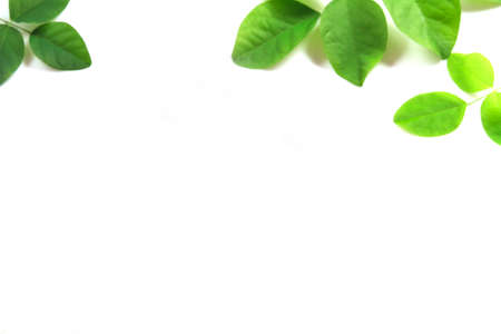 Green leaves isolate on white background.の写真素材