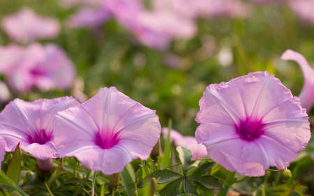 Morning glory flowers.の写真素材