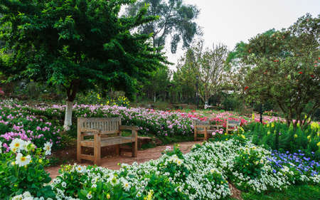 Bench wood in the garden, the royal agricultural Angkhangstation in chiangmai.の写真素材
