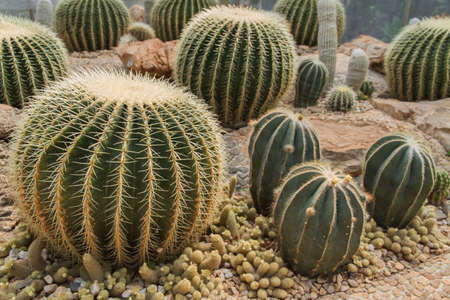 Cactus in simulated environment desert garden.