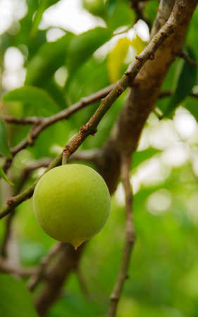 Green plums close-up in fruit farm.の写真素材