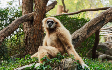 Hylobates pileatus in relax in animal zoo at Chiang Mai, Thailand.