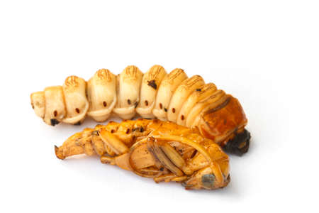 Long horn beetle larva isolate on white background.の写真素材