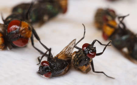 Close-up a sticky fly paper-tape with many flies trapped on the extremely sticky surface.