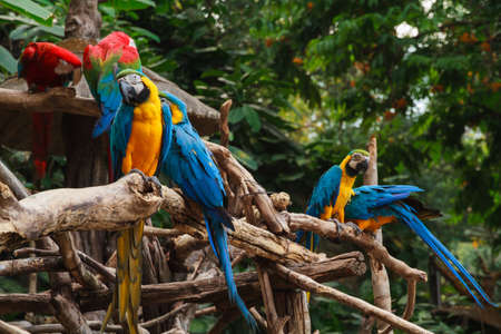 Colorful red and blue macaw perched on a branch.の写真素材