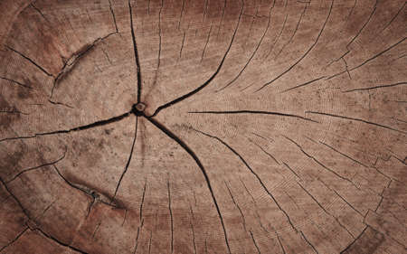 Wood texture, Natural texture background.の写真素材