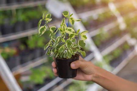 Seedling texture