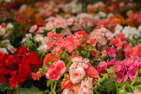 Winter flowersの写真素材