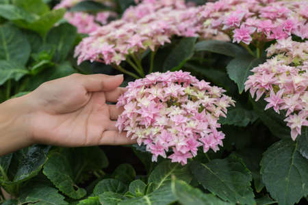 Winter flowersの写真素材