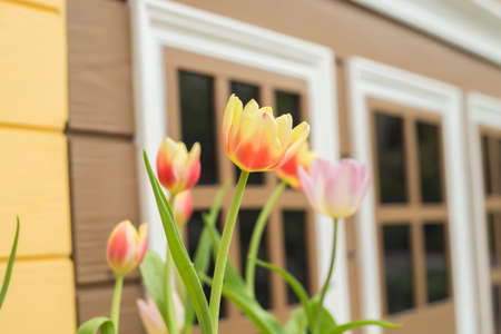 Tulips in Springtime on Easter Dayの写真素材