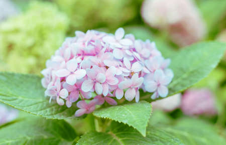 A close up of a beautiful winter flower