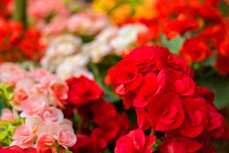 A close up of a beautiful winter flowersの写真素材