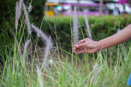 A hand holding a weed with flowers in a meadowの写真素材
