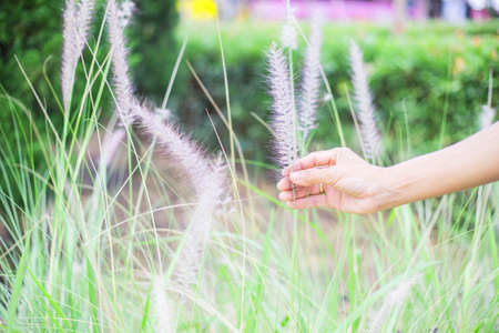 Grass flower