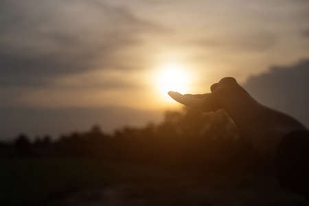 A silhouette of a hand overlooking the sunset