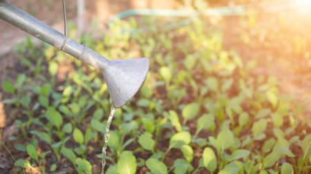 Vegetable gardenの写真素材