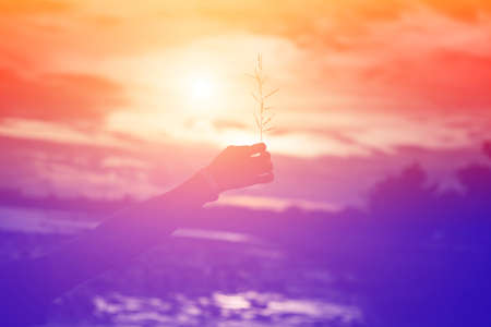 A hand holding a grass overlooking the sunset at the backgroundの写真素材