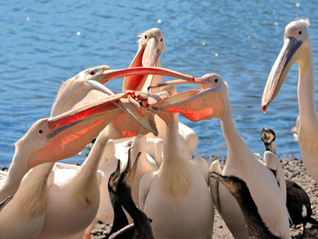Pelican competition is ridiculousの写真素材