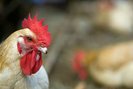 Head of a rooster