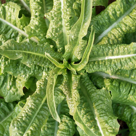 Green vegetableの写真素材