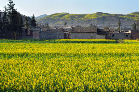 A large yellow-green fields