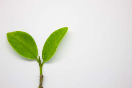 Isolated on white background green leaf of nature, Green leaves of the tree, Green leaves on a white background, Green leaf isolated on white background, Tree branch with green leaves on white background, leaves isolated on white background, Leaves isolated on whiteの写真素材