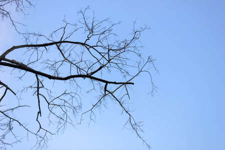 Old dry tree with branches and no leaves against a blue sky which can be used as a background,...