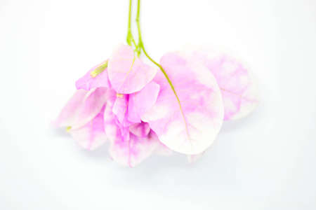 Paper flowers or Bougainvillea, Pink Bougainvillea on white background, Beautiful Bougaville, flowers on white backgroundの写真素材