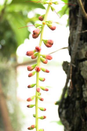 Thailand flowers - Barringtonia racemosa closeup photo