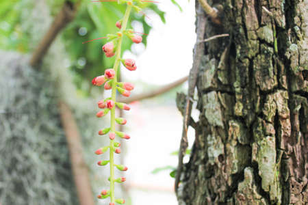 Thailand flowers - Barringtonia racemosaの写真素材