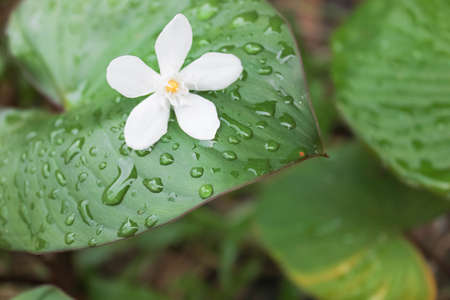 white flower fall on leaves in garden after raining, white flower fall on leaves in garden after...