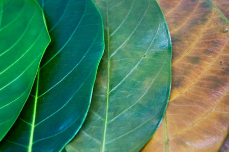 Leaf texture background, leaves isolate on white background, leaf texture, Leaf texture background, Close up of natural green leaves background, tropical foliage texture,の写真素材