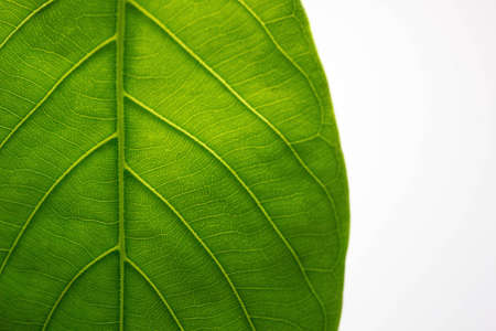 Green Plant Leaf Background, leaves on a white background, Background Close Up Big green leaves,...