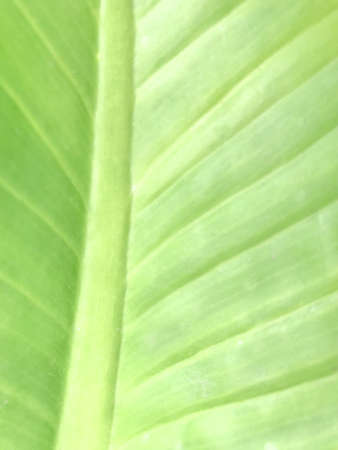Green Plant Leaf Background, leaves on a white background, Background Close Up Big green leaves,...