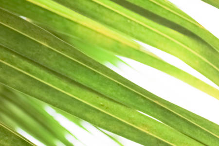 Licuala palm leaves, green fan palm leaves close up, green leaf backgrounds, green leaf texture,...