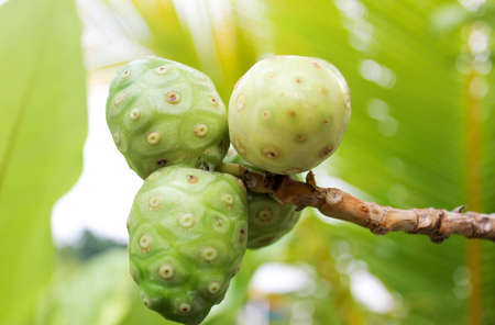 Noni fruit on the tree