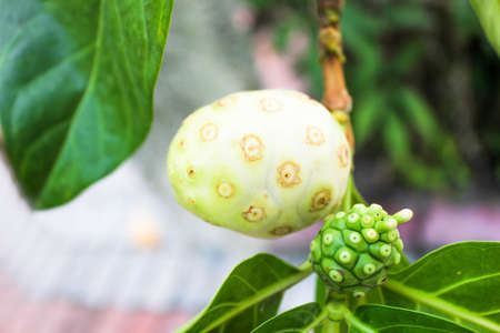 Noni fruit on the treeの写真素材