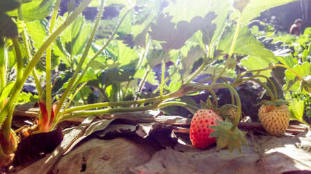 Strawberry fruits on the branch at Strawberry farmの写真素材