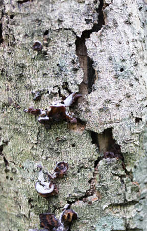 Tree bark texture and wallpaper, wood background from nature, texture background, Tree bark texture,...
