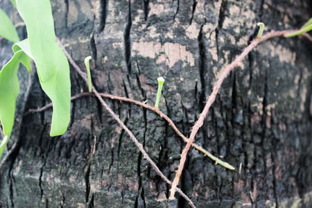 parasitic plant growing on trees, the tree Backgroundの写真素材