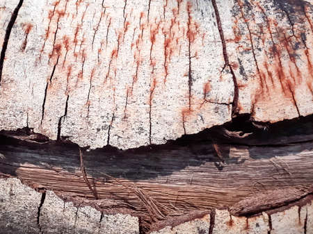Tree bark texture and wallpaper, wood background from nature, texture background, Tree bark texture, texture nature, background nature,texture wallpaper, background wallpaperの写真素材