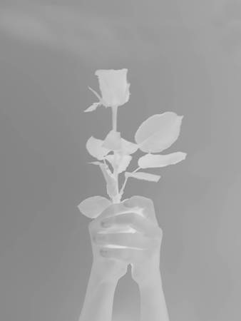 Abstract background, background with Rose X-ray concept, Rose on gray background X-ray concept, vector illustrationの写真素材